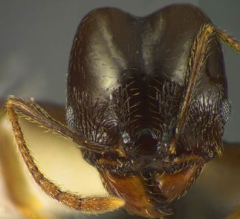 Media type: image;   Entomology 34233 Aspect: head frontal view